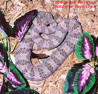 My Female Speckled Rattler copy.jpg [120 Kb]